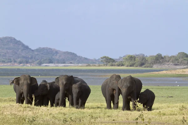 Słoń indyjski w Minneriya, Sri Lanka — Zdjęcie stockowe