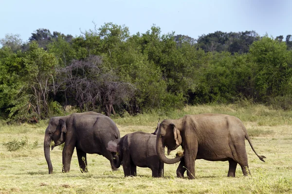 Elefante asiatico a Minneriya, Sri Lanka — Foto Stock