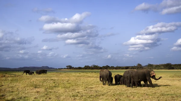 Elefante asiatico a Minneriya, Sri Lanka — Foto Stock