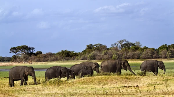 Elefante asiatico a Minneriya, Sri Lanka — Foto Stock