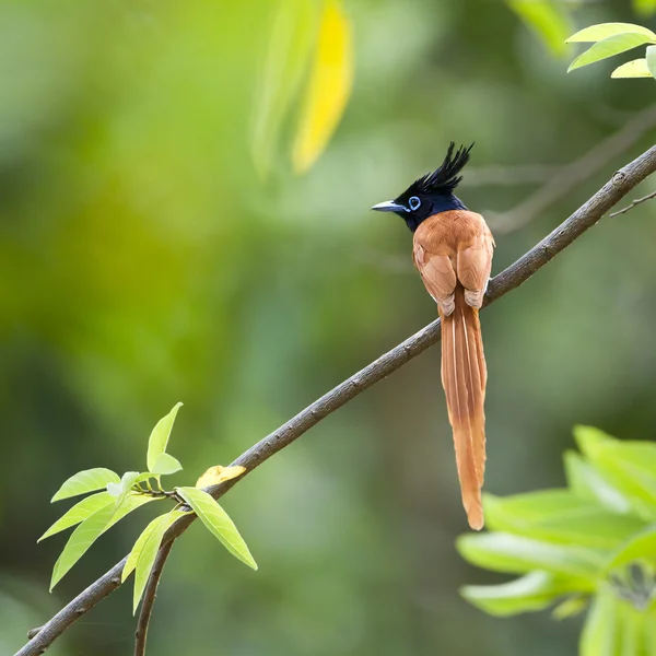 Aziatische paradijs vliegenvanger vogel in Sri Lanka — Stockfoto