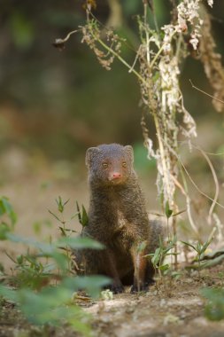 Indian gray mongoose in Sri Lanka clipart