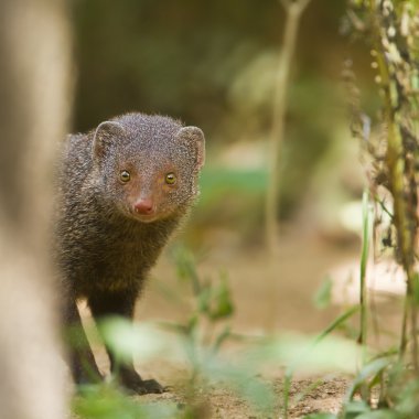 Indian gray mongoose in Sri Lanka clipart