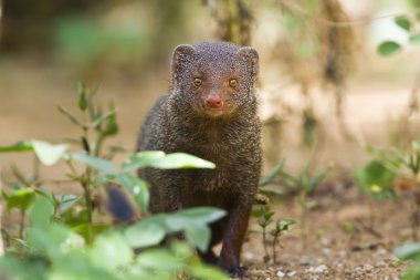 Indian gray mongoose in Sri Lanka clipart