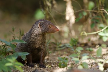 Hint gri Firavun faresi Sri Lanka