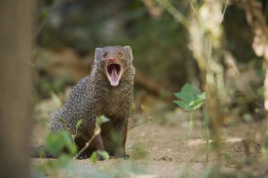 Indian gray mongoose in Sri Lanka clipart
