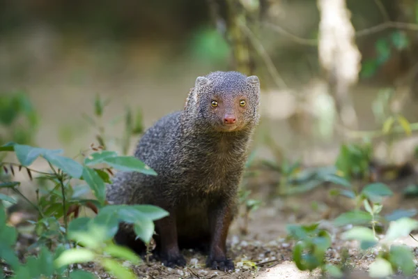 Indian gray mongoose in Sri Lanka — Stock Photo, Image