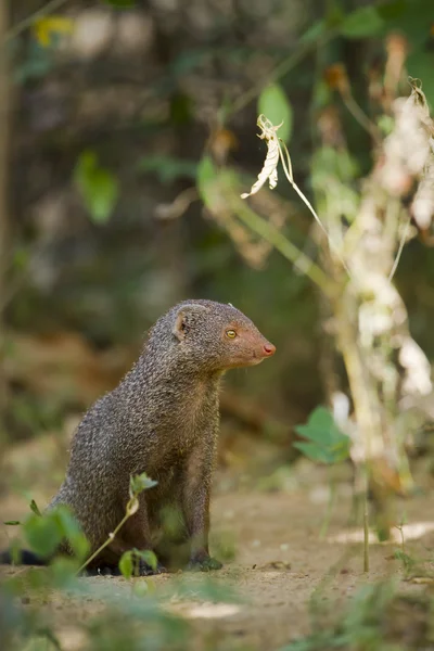 Indiase grijze mangoeste in Sri Lanka — Stockfoto