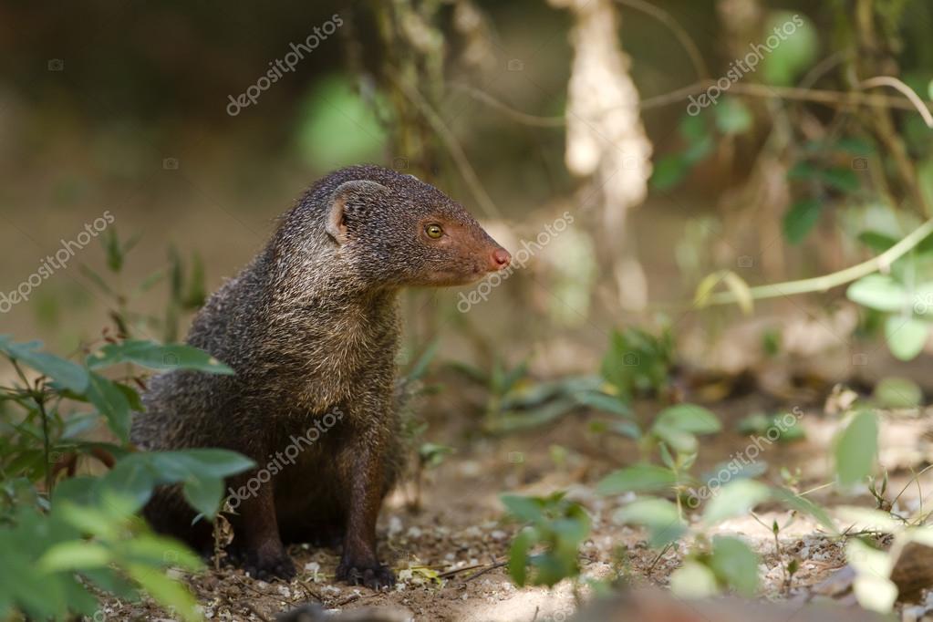 Mangosta gris india en Sri Lanka fotografía de stock © Utopia_88
