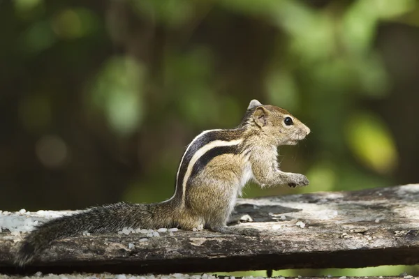 Esquilo de palma indiano em Minneriya, Sri Lanka — Fotografia de Stock