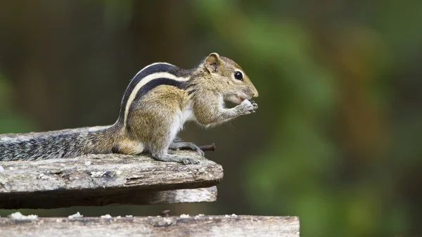 Indian palm squirrel in Sri Lanka — Stock Photo, Image