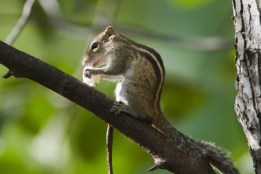 Indian palm squirrel in Minneriya, Sri Lanka clipart