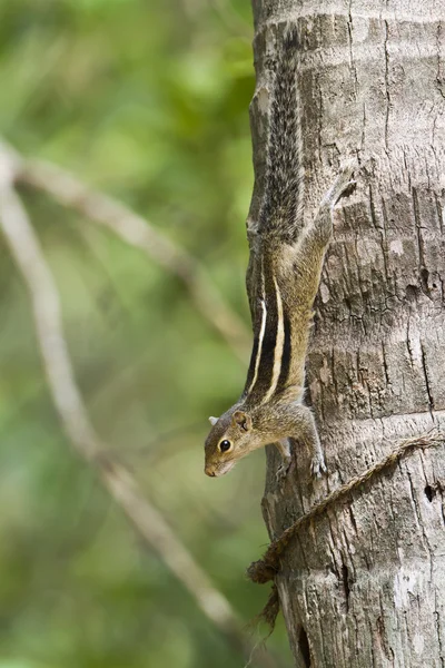 Indisches Palmenhörnchen in minneriya, sri lanka — Stockfoto