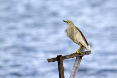 Indian pond heron batticaloa, sri lanka