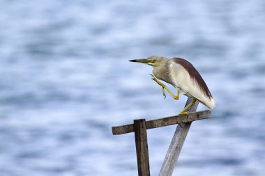 Indian pond heron batticaloa, sri lanka