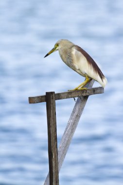 Indian pond heron batticaloa, sri lanka