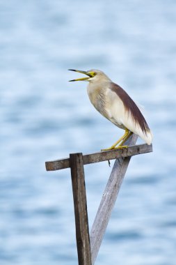 Indian pond heron batticaloa, sri lanka
