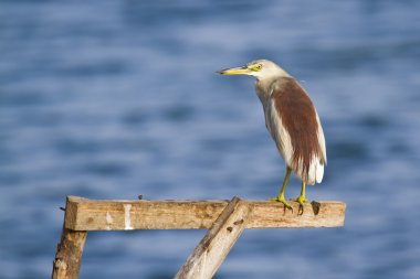 Indian pond heron batticaloa, sri lanka