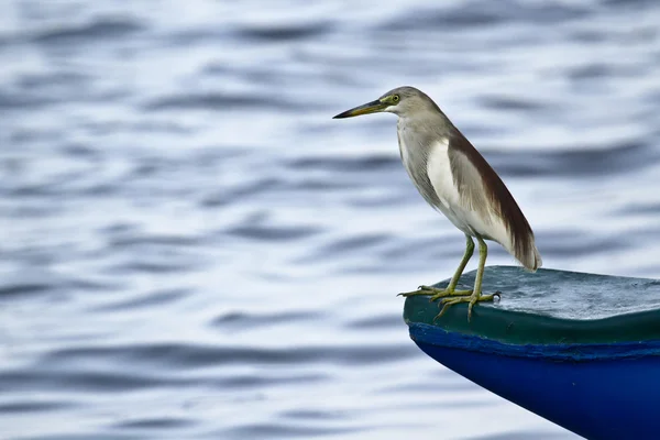 Garça de lagoa indiana em Batticaloa, Sri Lanka — Fotografia de Stock