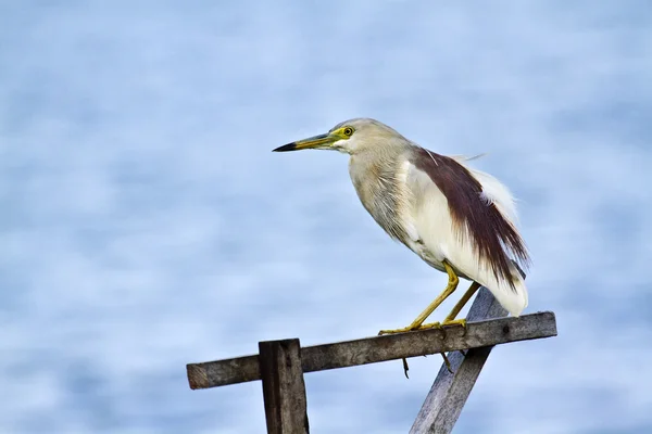 Indická volavka v batticaloa, Srí lanka — Stock fotografie