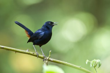 Hint robin kuş türü minnerya, sri lanka