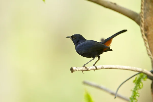 Hint robin kuş türü minnerya, sri lanka — Stok fotoğraf