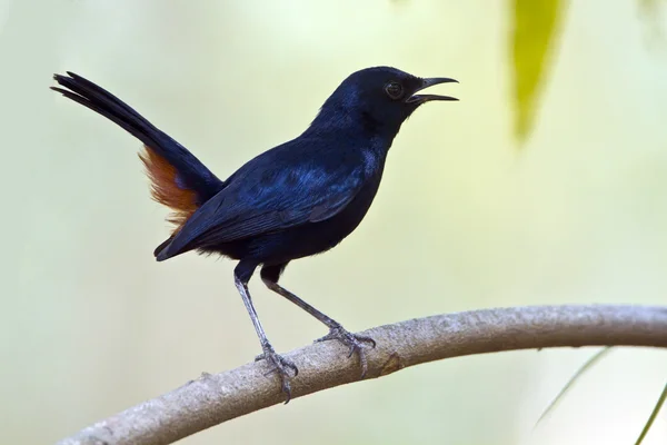 Pájaro petirrojo indio en Minnerya, Sri Lanka — Foto de Stock