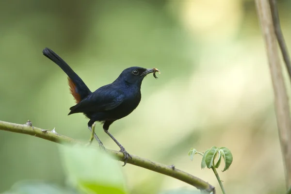 Indiase robin vogels uit minnerya, sri lanka — Stockfoto