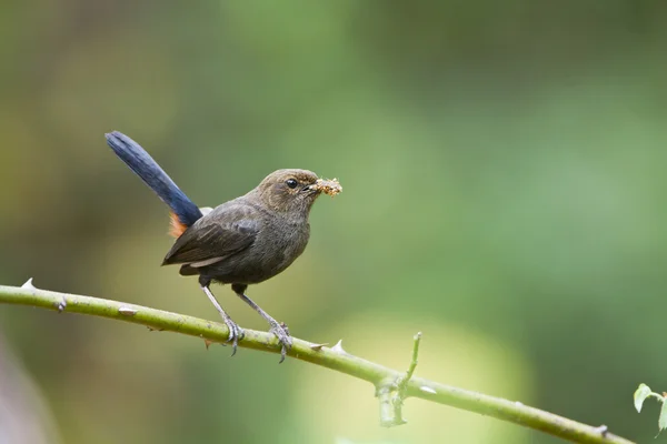 Pájaro robin indio en Minneriya, Sri Lanka — Foto de Stock