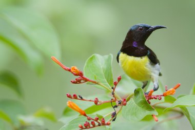 sri Lanka mor sokumlu sunbird