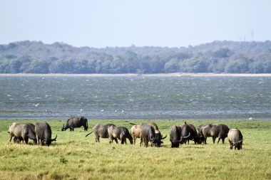 yabani su bufalo içinde mynneriya, sri lanka