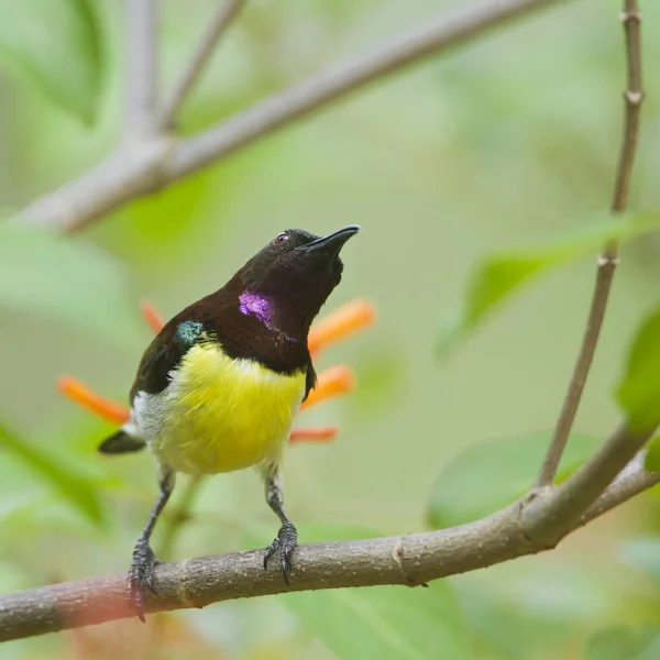 Purple-rumped Sunbird in Minneriya, Sri Lanka — Stock Photo, Image
