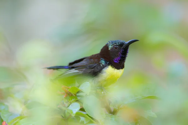 Lila-rumped sunbird i minneriya, sri lanka — Stockfoto