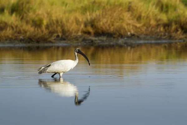 Black-headed Ibis immature in Pottuvil, Sri Lanka — Stock Photo, Image