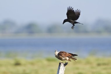 pottuvil, sri lanka crow tarafından brahminy uçurtma saldırı