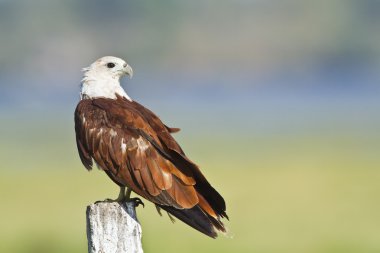 pottuvil, sri lanka brahminy uçurtma