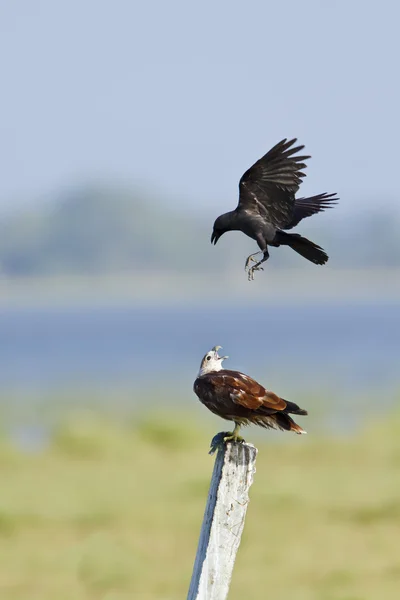 Pottuvil, sri lanka crow tarafından brahminy uçurtma saldırı — Stok fotoğraf