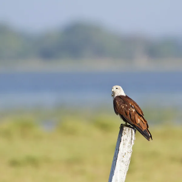 Aquilone bramino a Pottuvil, Sri Lanka — Foto Stock