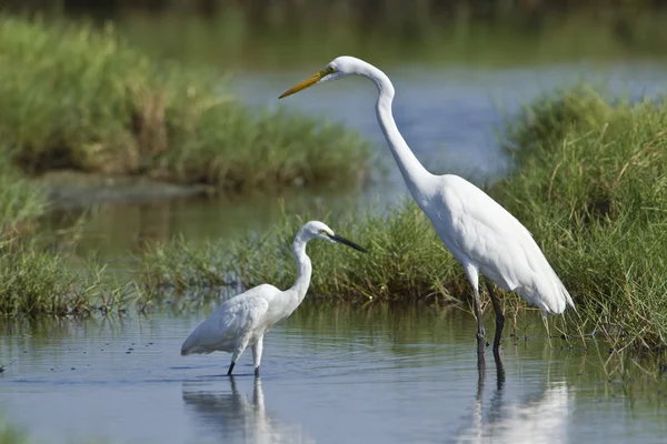 Büyük ak balıkçıl ve içinde potuvil, sri sıska küçük ak balıkçıl