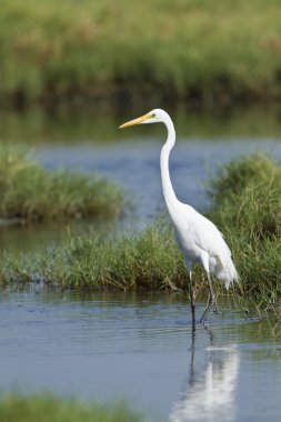 pottuvil, sri lanka, büyük ak balıkçıl