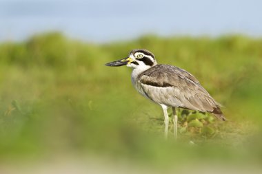 büyük thick-knee kuş arugam defne lagün, sri lanka