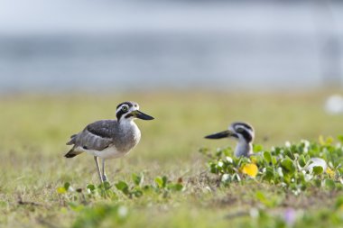 büyük thick-knee kuş arugam defne lagün, sri lanka