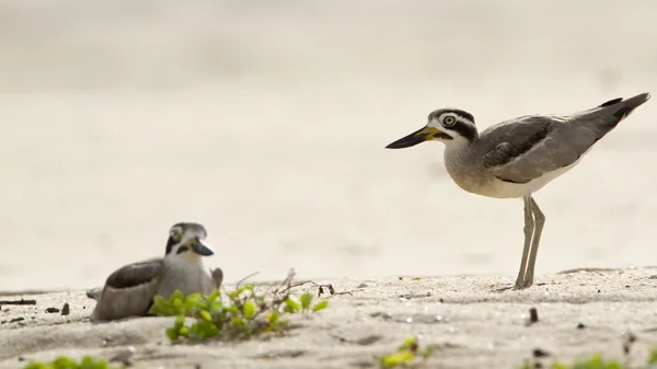 Grand oiseau à genoux épais dans la lagune de la baie d'Arugam, Sri Lanka — Photo