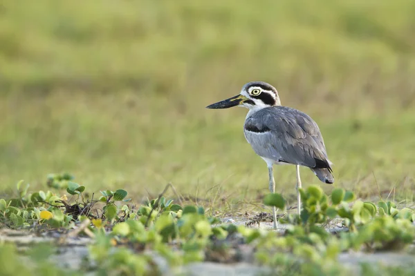 Great Thick-knee bird in Arugam bay lagoon, Sri Lanka — Stock Photo, Image