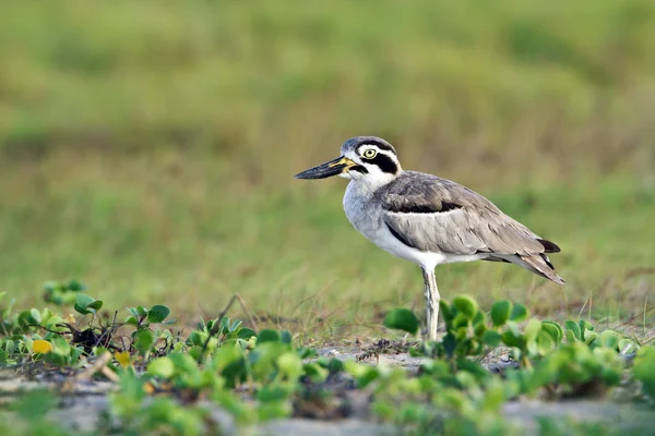 Thick-knee великий птах в arugam бухті лагуни, Шрі-Ланка — стокове фото