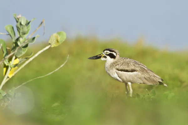 Stor thick-knee fågel i arugam bay lagoon, sri lanka — Stockfoto