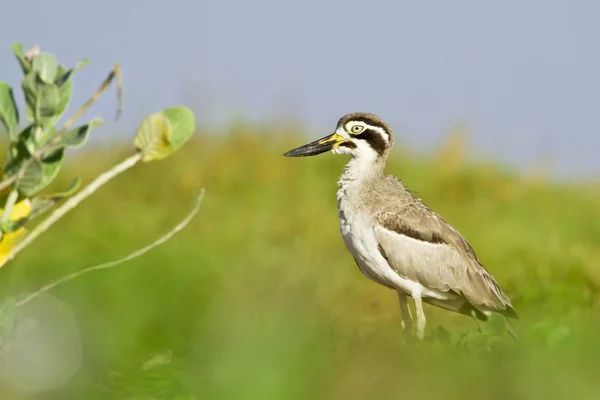 Stor thick-knee fågel i arugam bay lagoon, sri lanka — Stockfoto