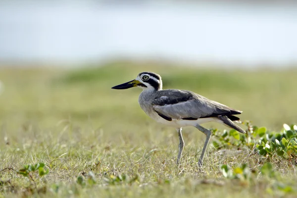 Большая толстоколенная птица в заливе Аругам, Шри-Ланка — стоковое фото