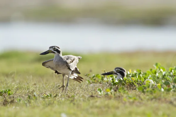 Büyük thick-knee kuş arugam defne lagün, sri lanka — Stok fotoğraf