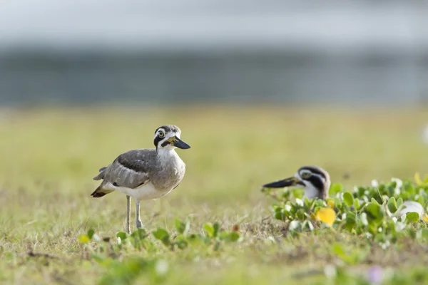 Büyük thick-knee kuş arugam defne lagün, sri lanka — Stok fotoğraf